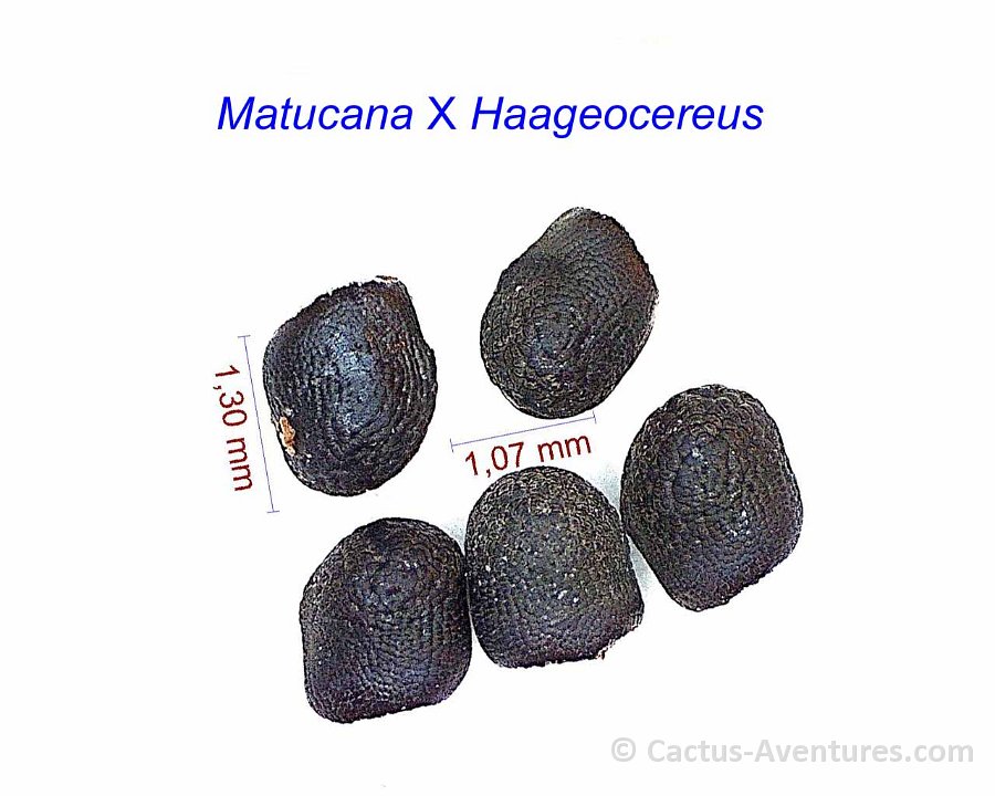 Matucana x haageocereus